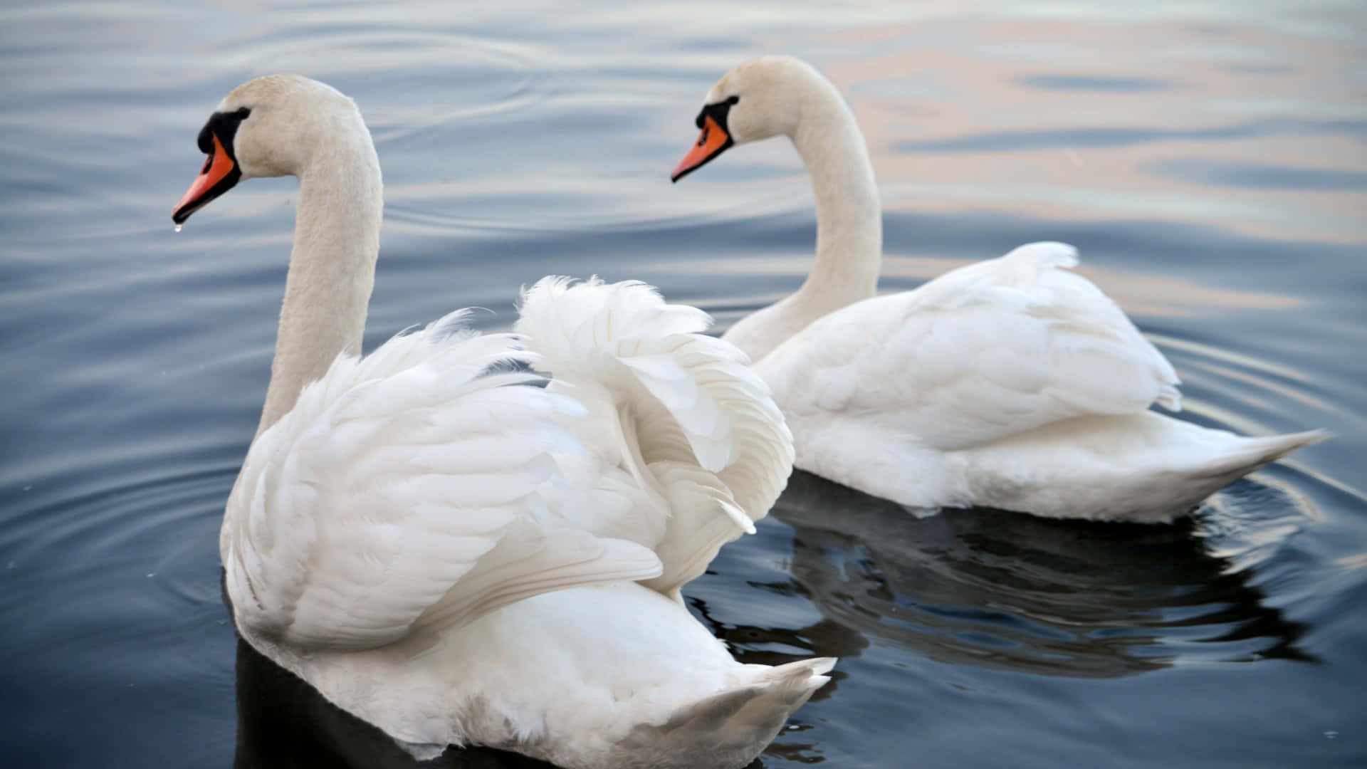 Swan Lake Wallpapers