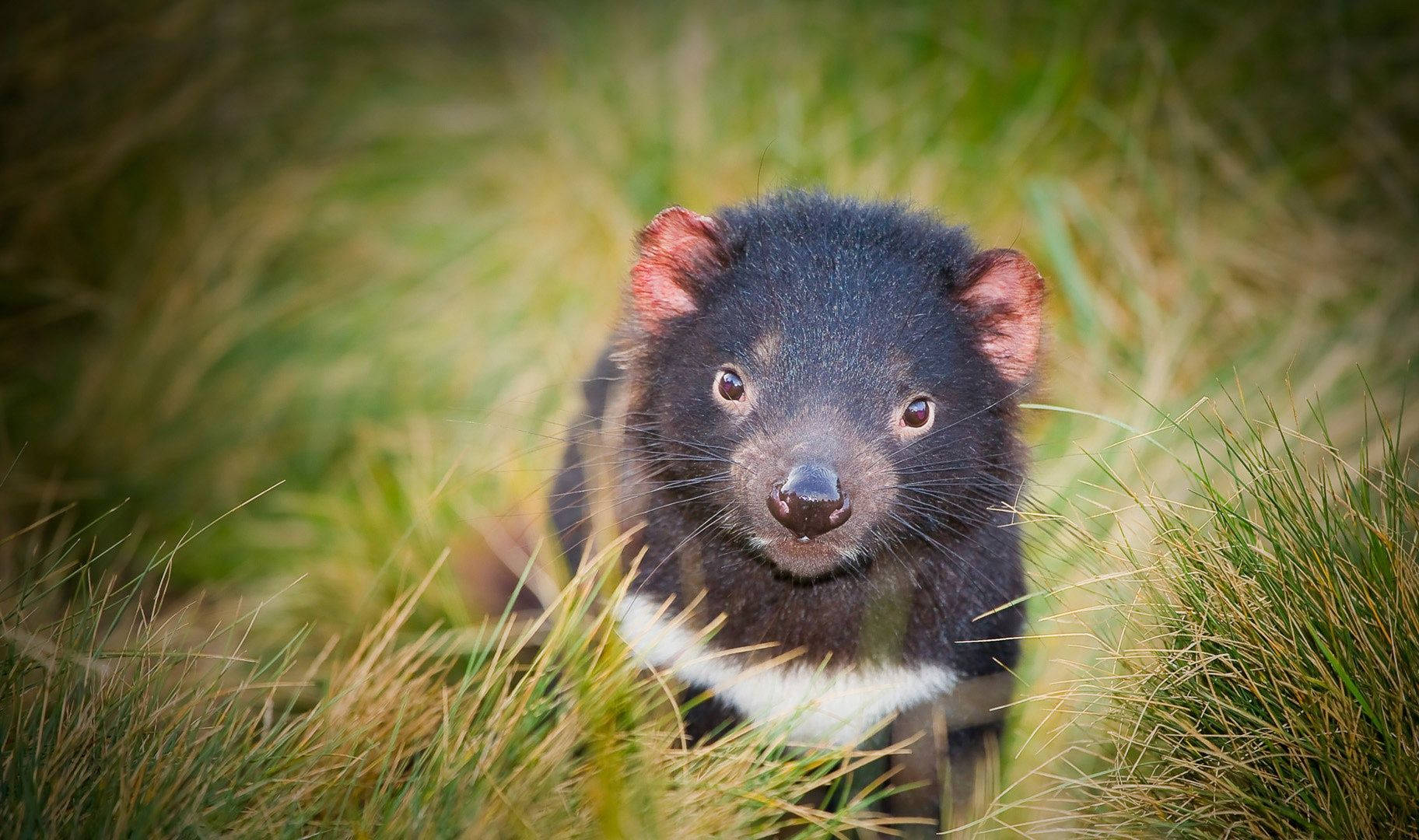 Endangered Tasmanian Devil Wallpaper