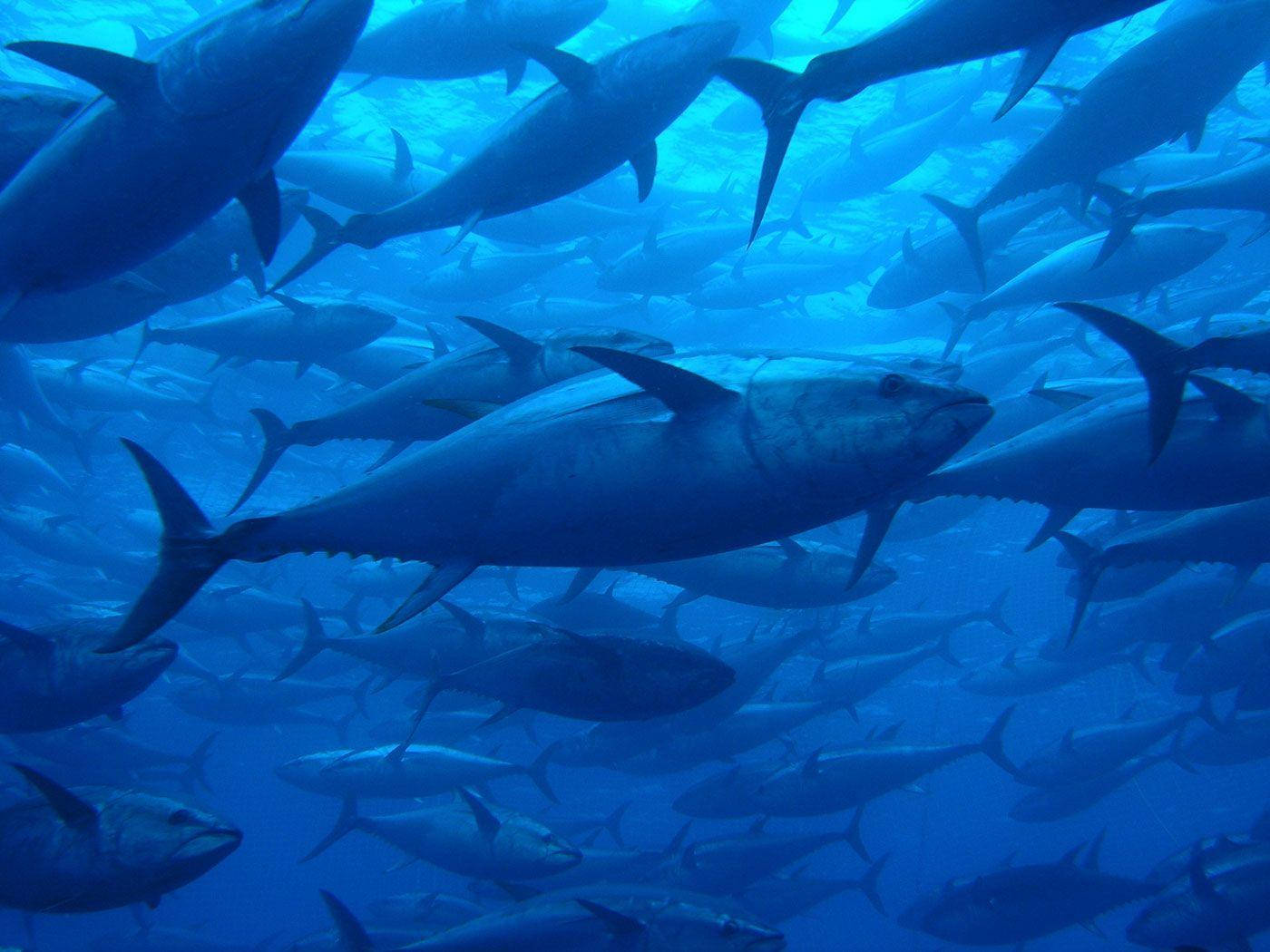 Tuna Surface Swarm Wallpaper