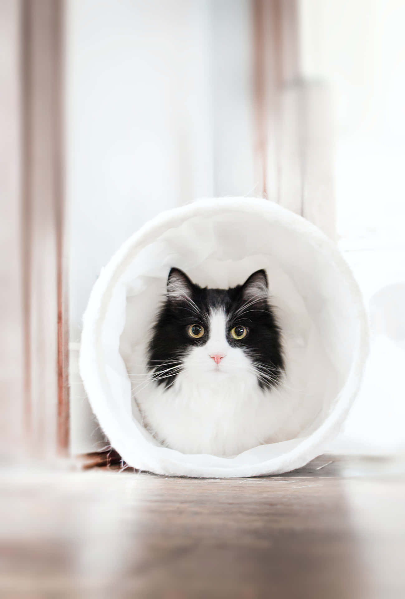 Tunnel Cute Cat PFP Wallpaper