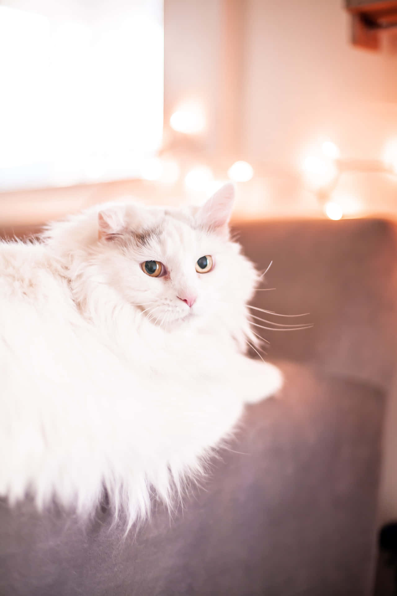"Expressive Eyes of Fluffy Turkish Angora Kitten - Cute Cat Pfp" Wallpaper