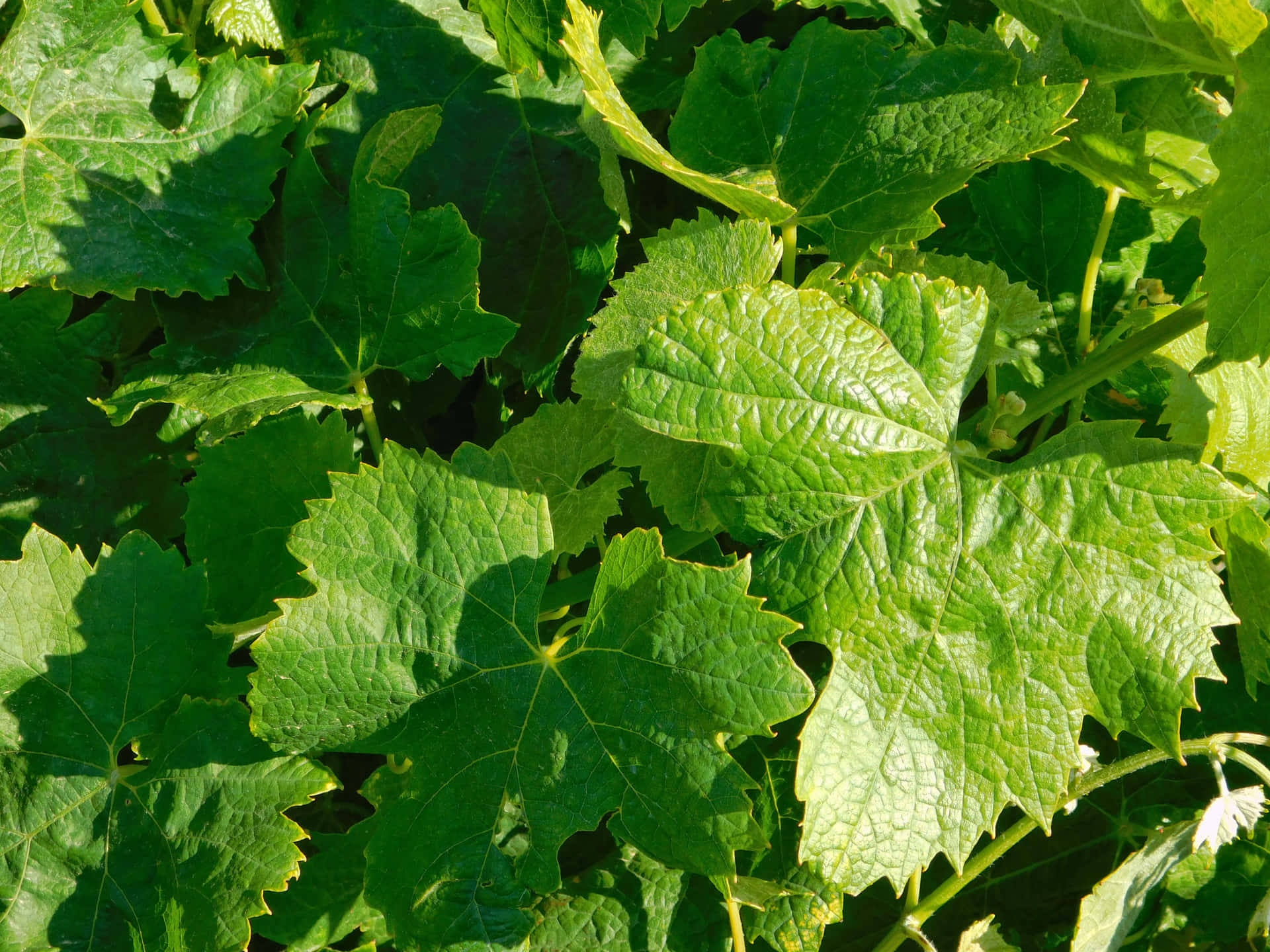 Vine Leaves Wallpaper