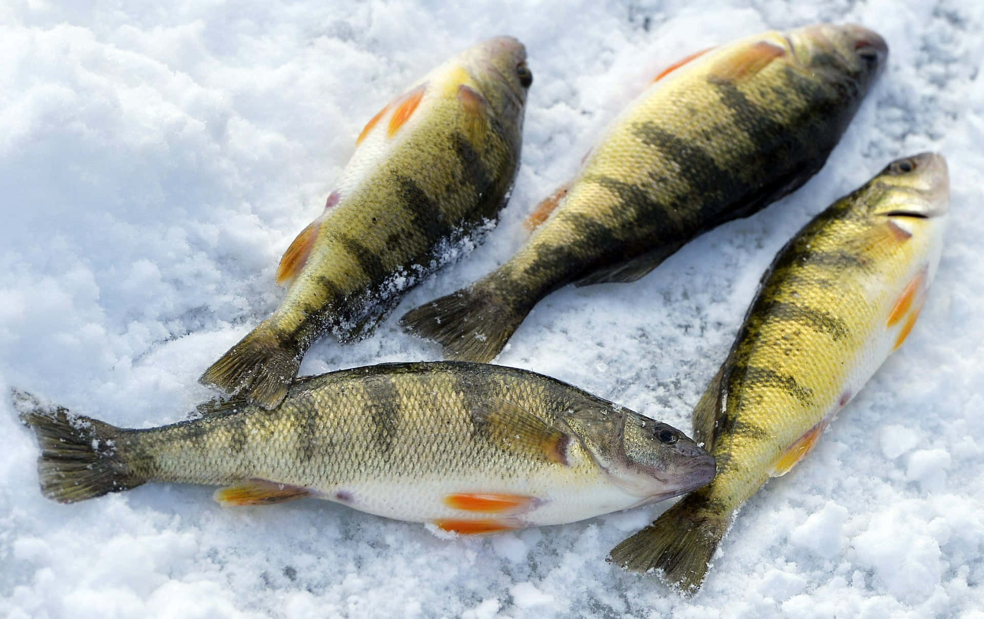 Winter Perch Catch Snow Wallpaper