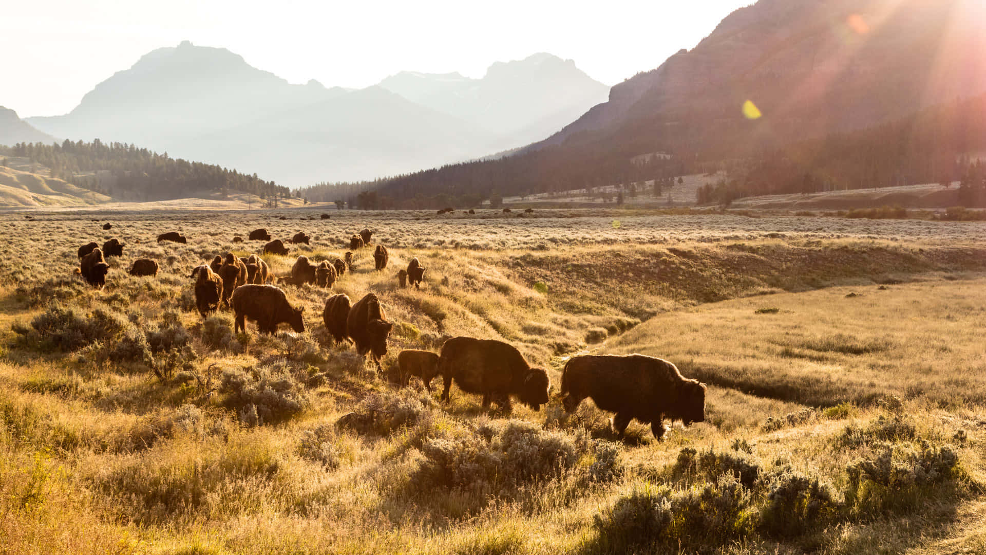 Yellowstone Ox In Lamar Valley Background