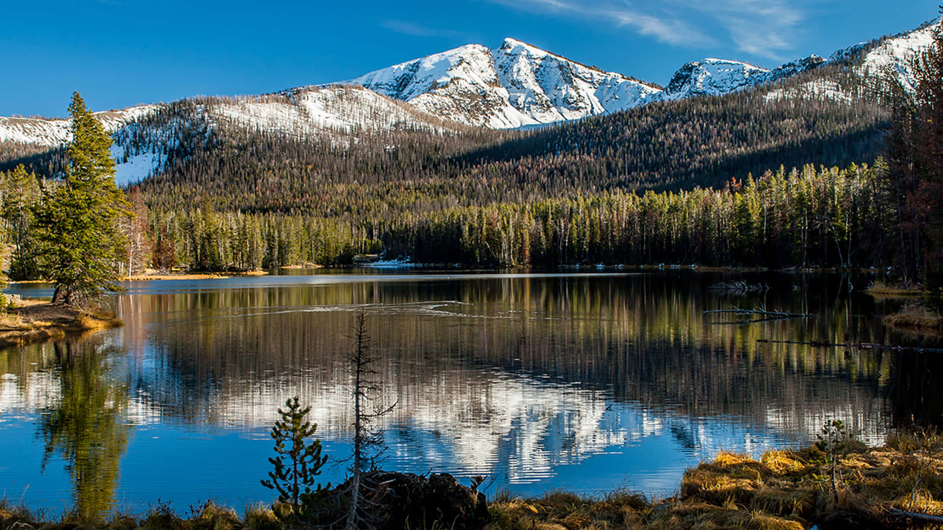 Yellowstone Sylvan Lake Background