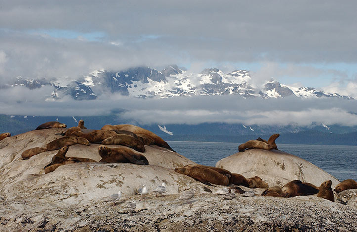 steller-sea-lions-photoADFG3.jpg